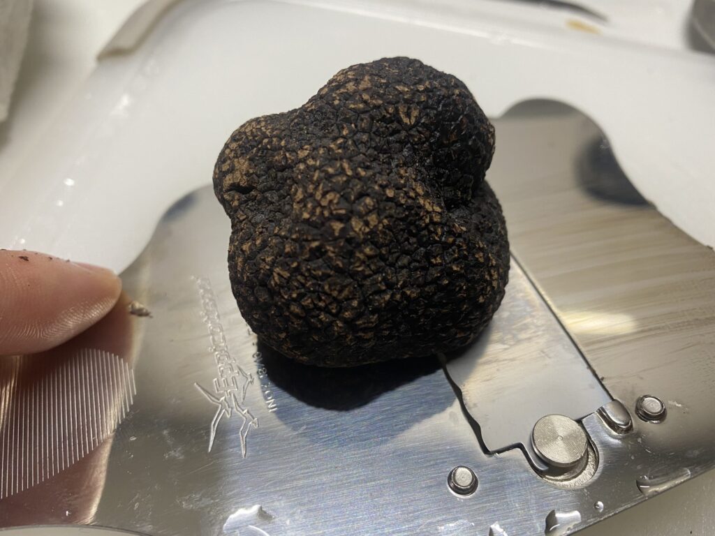 名古屋市トリュフを使って出張料理の特別メニュー